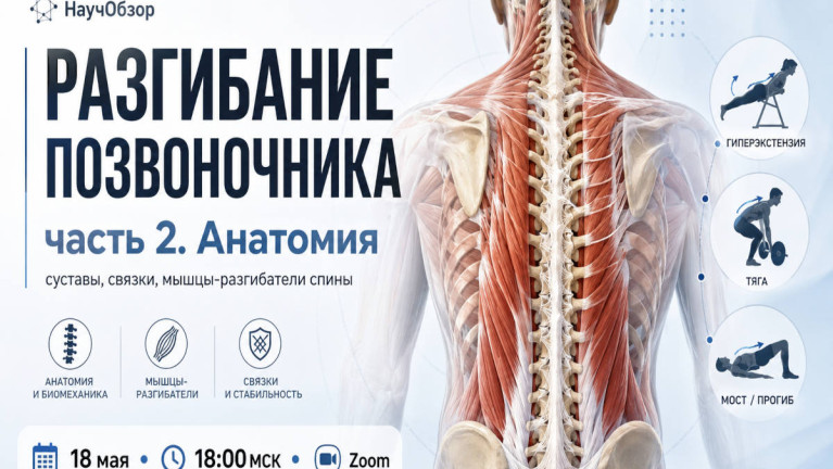 Курс "Функциональная анатомия". Часть 16. Разгибание позвоночника II: Анатомия: суставы, связки, мышцы
