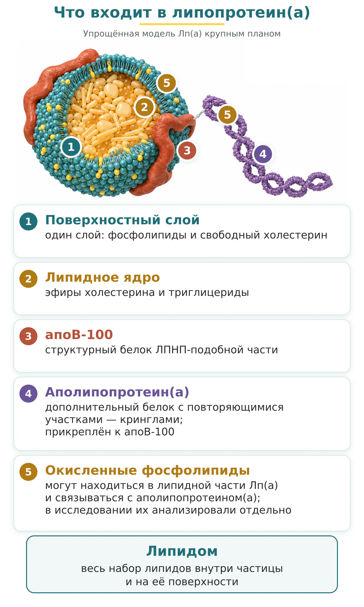 Строение Лп(а): поверхностный слой, липидное ядро, апоB-100, аполипопротеин(а) и окисленные фосфолипиды. Строение Лп(а): поверхностный слой, липидное ядро, апоB-100, аполипопротеин(а) и окисленные фосфолипиды.