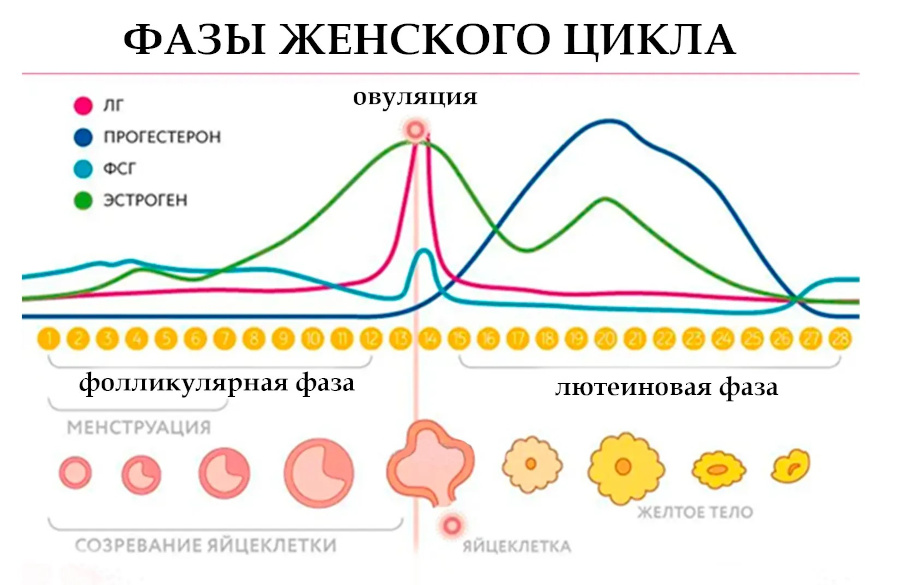 Влияют ли менструальные симптомы на работоспособность на тренировке? Влияют ли менструальные симптомы на работоспособность на тренировке?