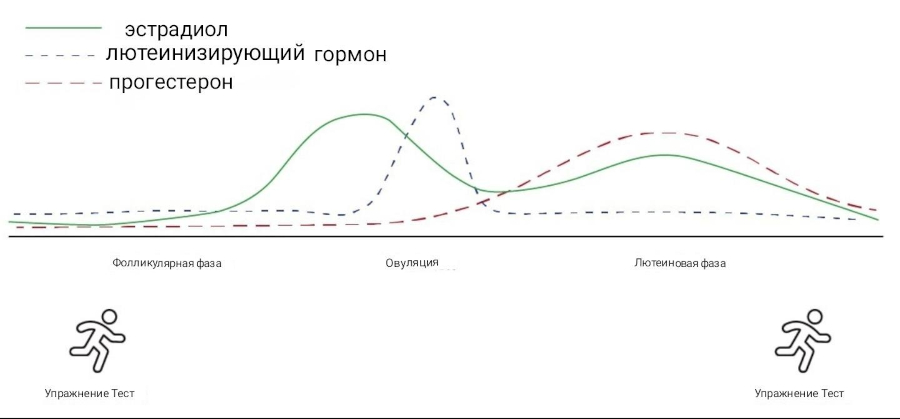 Влияют ли менструальные симптомы на работоспособность на тренировке?